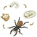 Safari Ltd. Life Cycle of a Stag Beetle - Educational Toy Figurines - Miniature Beetle Lifecycle Collection for Boys, Girls & Kids Age 4+