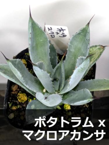 A168 �|�^�g���� x �}�N���A�J���T �n�C�u���b�h