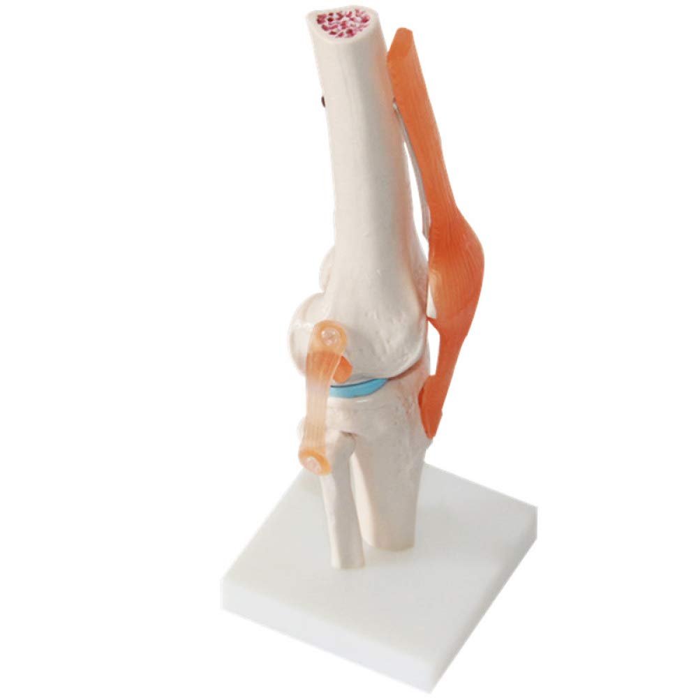 YUANZHOU Modelo Funcional De La Articulación De La Rodilla La Anatomía De La Articulación Humana Es Adecuada para La Enseñanza Médica