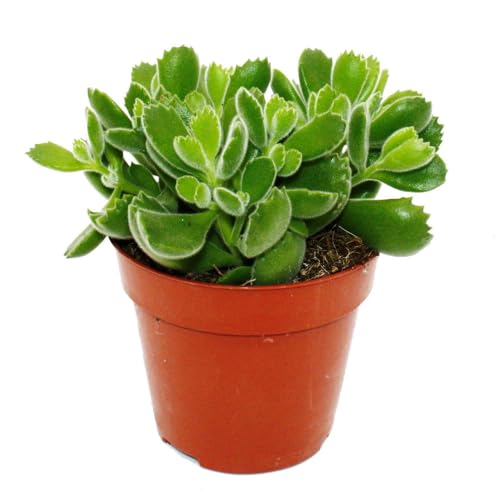 Cotyledon tomentosa « Green Footprint » – Plante à pattes d'ours – Plante succulente – En pot de 12 cm