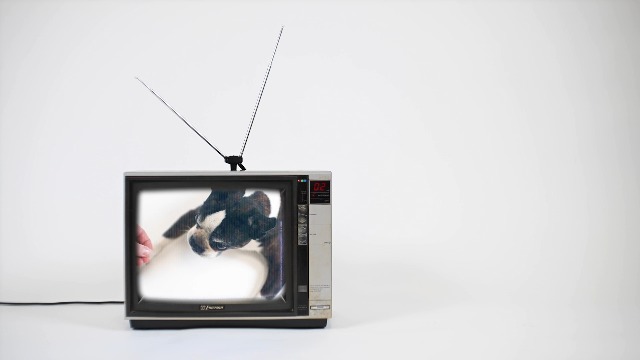 BIXBI Pocket Trainers, Salmon (6 oz, 1 Pouch) - Small Training Treats for Dogs - Low Calorie and Grain Free Dog Treats, Flavorful Pocket Size Healthy and All Natural Dog Treats - image 2