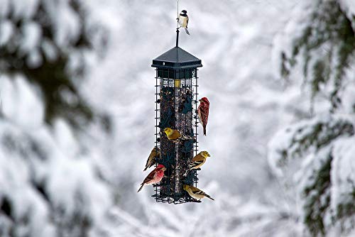 Squirrel Solution200 Squirrel-Proof Bird Feeder w/6 Feeding Ports, 3.4-Pound Seed Capacity & Squirrel Buster Standard Squirrel-Proof Bird Feeder w/4 Metal Perches, 1.3-Pound Seed Capacity