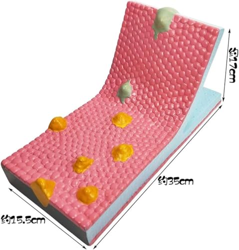 Modèle de mosaïque de flux cellulaire avec phospholipides fluides dynamiques - 4