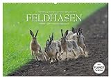  Emotionale Momente: Feldhasen (Wandkalender 2025 DIN A2 quer), CALVENDO Monatskalender: Meister Lampe in seinem Lebensraum.