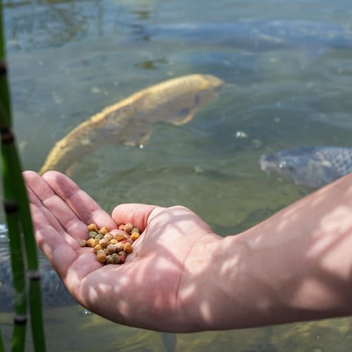 Foto von AquaForte Hochwertiges schwimmendes Grundfutter für Zierfische 15 kg (± 40 Liter) Medium Pellets 6mm, Vier verschiedene Fischpellets, Rohprotein: 32,3%, Rohfett: 4%, Rohzellulose: 4,5%, Rohasche: 5,6%