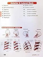 Muscle Manual Flashcards 2nd Edition 0973274263 Book Cover