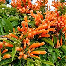 Flame Vine Orange Trumpet Vine Flaming Trumpet Vine-Creepers &Climbers Flower Plant Orange Bignonia Pyrostegia Venusta Bignonia Venusta Live Plant Plant Height 1 Feet to 2 Feet Pack of 1 (B0CVF4NPKJ) Amazon Price History, Amazon Price Tracker