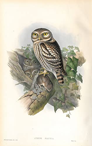 Affiche Toile Animal Oiseau Athene Noctua Poster John Gould Grand Format 60x90