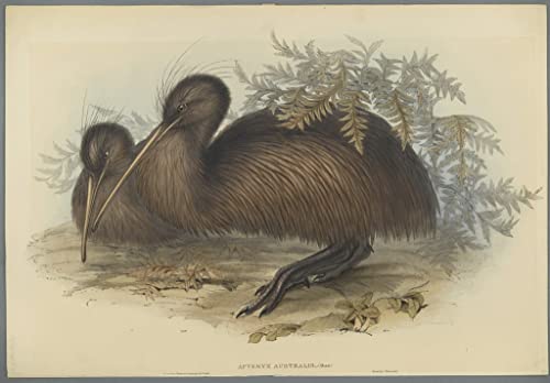 Art Tableau Animal Oiseau Apteryx Australis John Gould Décoration 60x90