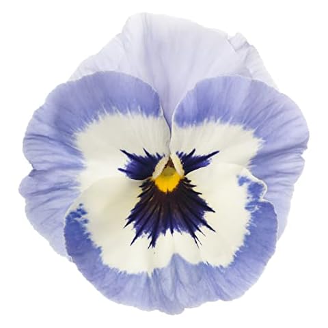Premium Quality Winter Pansy Plants Cover
