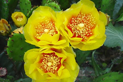 6 Pads, Eastern Prickly Pear Cactus for Growing, Succullent Plant, Ornaments Perennial Garden Simple to Grow - Thumbnail 2