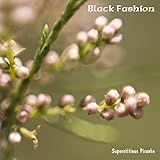  Black Fashion
