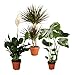 Pflanze Plus Pflanzen-Set | 3er-Set Luftreiniger | Monstera, Spathiphyllum, Drachenbaum | Ø 40–70 cm | Qualität vom Profi | Raumbegrünung | Pflanzen für Wohnung und Büro