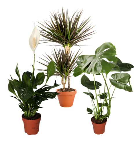 Pflanze Plus Pflanzen-Set | 3er-Set Luftreiniger | Monstera, Spathiphyllum, Drachenbaum | Ø 40–70 cm | Qualität vom Profi | Raumbegrünung | Pflanzen für Wohnung und Büro