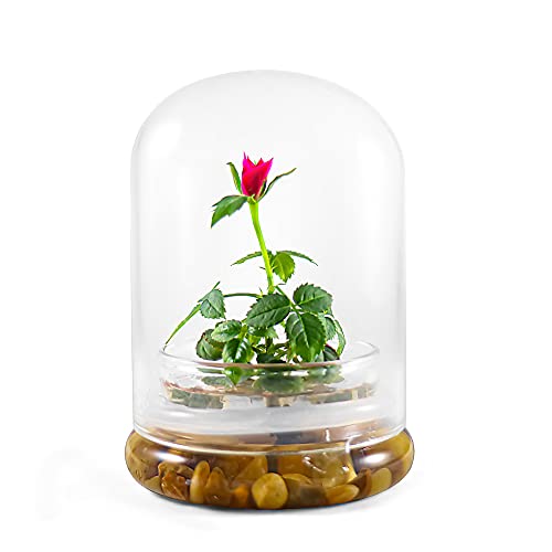 Bloomify Live Rose Terrarium, Miniature Rose in Self Sustaining Glass Jar, Maintenance Free, Great...