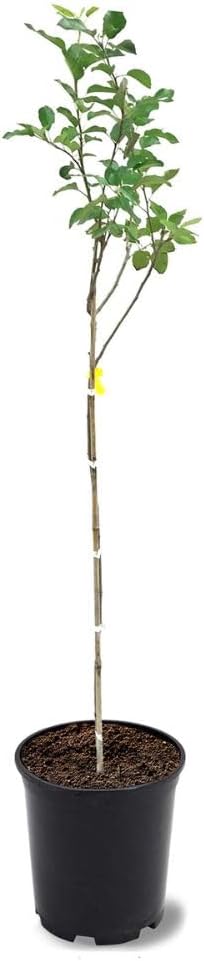 Red Delicious Apple Tree, Deciduous, Fruit Bearing, Fast Growing, 1 gal Nursery Pot, 2-3 ft. Tree Height (Due to Agricultural Laws, we Cannot Ship to CA, AZ, AK, or HI)