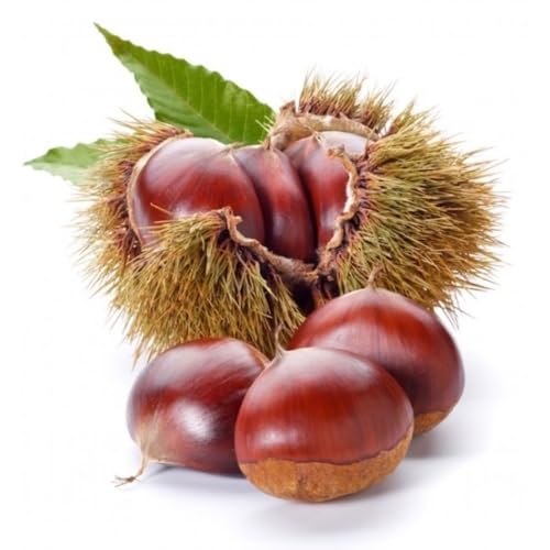 MikroTecnici Marron Glace Scrap 5Kg