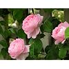 English Pink Climbing Rose
