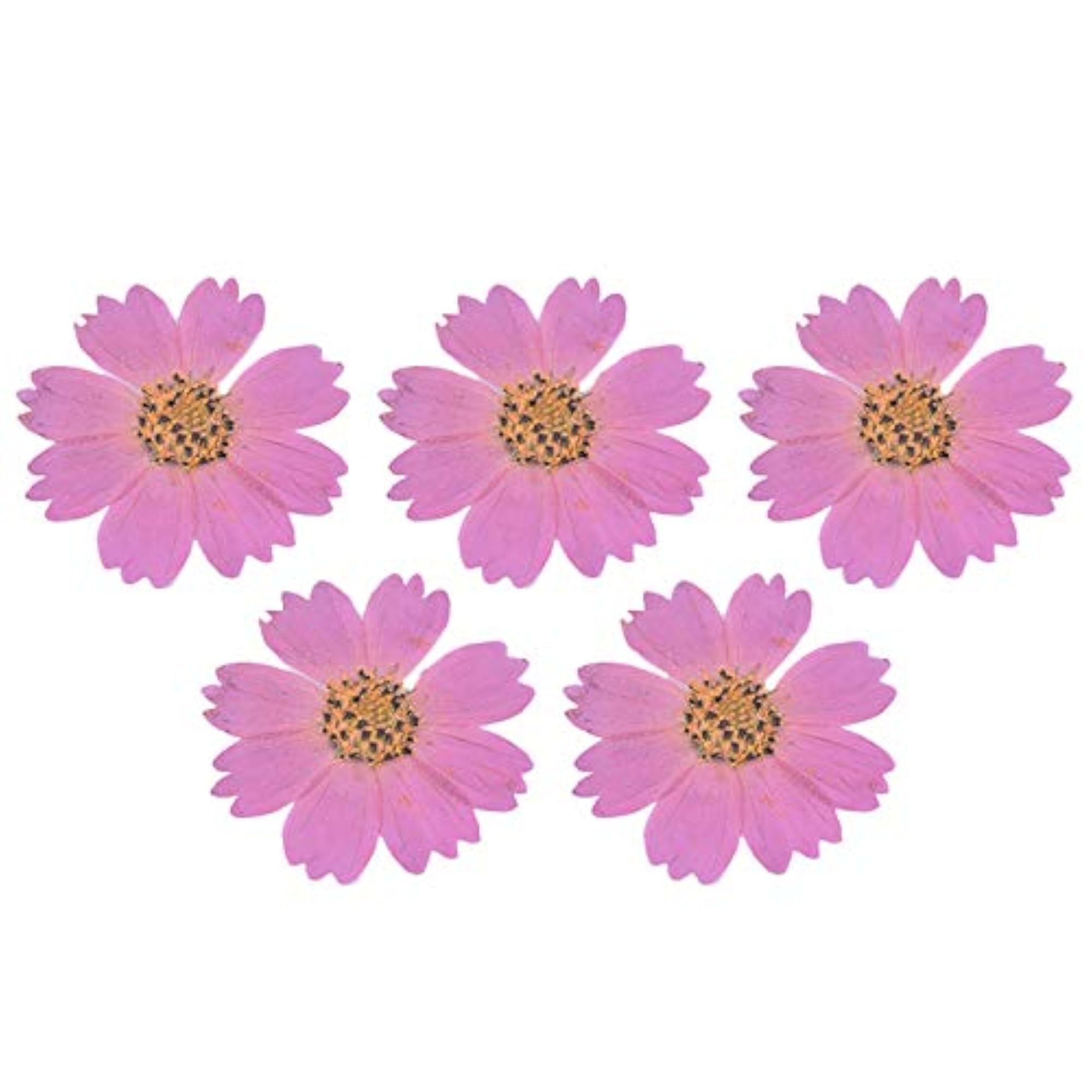 5PCS Cosmos Dried Flowers for Phone Case Crafts