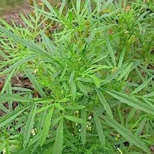 Generic New Fresh 100pcs HUACATAY Plant Seeds