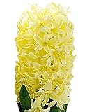 5 Yellow Queen Hyacinth Bulbs - Top Size 16-17 cm, Vibrant Yellow Spring Blooms, Premium Quality for Garden Beds, Borders & Containers