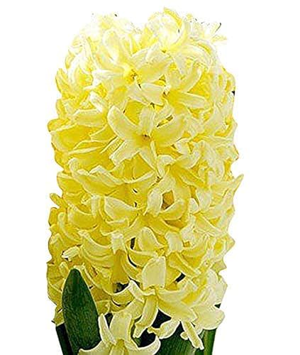 10 Yellow Queen Hyacinth Bulbs – Top-Size 16-17cm Bulbs for