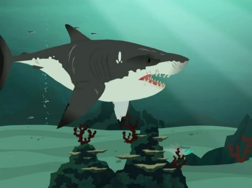 Stuck on Sharks