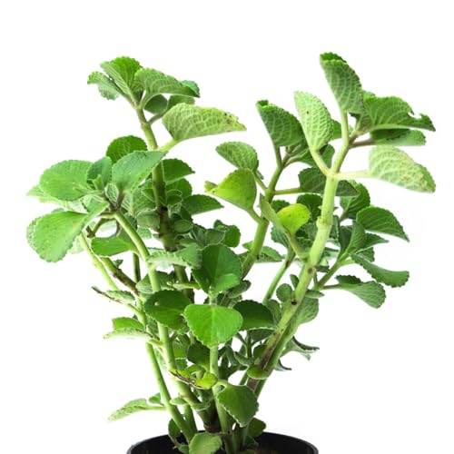 Image of Ajwain /ajwine Medican Plant with Pot (Pack of 1) | Live Plant, Indoor Use