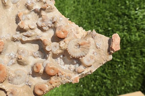 Image of Ammonites & Gastropods Plate Cretaceous Fossils Fossils from Morocco Fossil Rock ammonites Fossil from Morocco A117