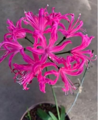 ���N�炭 �_�C�������h�����[ �l���l �{�[�f�j�[ ����1��