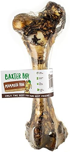 Baxter Boy Premium Roasted Meaty Beef Femur Bone Mammoth Dog Treat Chew - 16” Large Dog Bone - All Natural Gourmet Marrow Dog Treat Chew – Delicious Smoked Beef Flavor