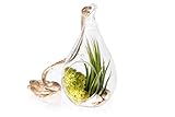 Hinterland Trading Air Plant Tillandsia Bromeliads Kit Teardrop Terrarium with Pebbles and Moss Great Little Houseplant