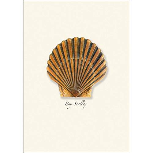 Image of Earth Sky + Water - Bay Scallop Notecard Set - 8 Blank Cards with Envelopes