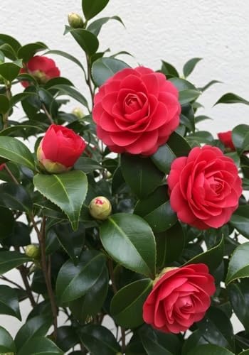 Image of Live Rare Variety Camellia Red Beauty Live Flower Plant Hybrid [height1.5-2 Feet Plant] Camellia Red Original Rare Variety Flower Plant For Home Graden outdoor Balcony Bush Tree (Pack OF 1)