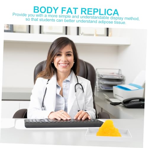 Modèle de graisse corporelle avec socle pour motiver vos patients - 2