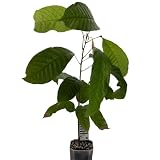 1 Kakaobaum | Theobroma Cacao | Varietät Forastero | 40-50cm | Kakaopflanze aus Samen aus Südamerika | Selten in der EU | Zimmerpflanze | Schokoladenbaum | Kakaofrucht | Kakaobohnenpflanze