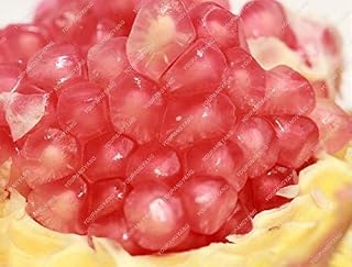 Kalash New 30pcs Pomegranate Fruit Seeds for Gardening Red