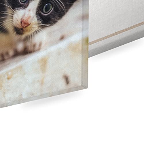Tableau déco chaton yeux bleus impression haute définition