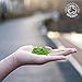 Té Verde Matcha - Orgánico 30g | Premio Ceremonial Japonés | Bio...