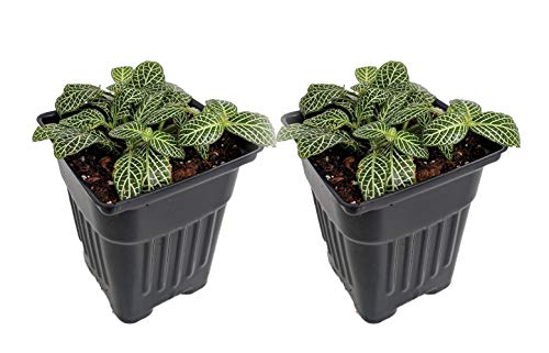 Silver Nerve Plant - Fittonia verschaffeltii - 3" Pots/2 Pack