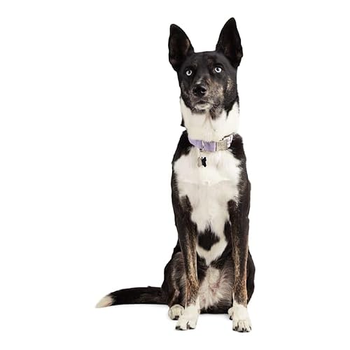 Reddy Webbed Dog Collar, Lilac, Medium