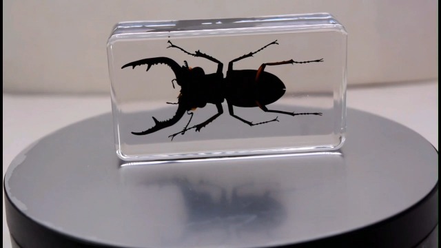 Image of 2.9 inch Real Stag Beetle Lucanus Fortunei Saunders Male in Crystal Clear Lucite Resin Specimen Preserved Insect Taxidermy Collection for Biology Science Education & Desk Ornament Display Supplies