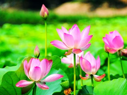 image for Seeds Of Strength 30 Mixed Miniature Water Lily & Lotus Seeds Vibrant 