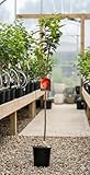 Caqui Rojo Brillante (Diospyros kaki) 10L – Árbol Frutal Productivo – Fruto Dulce y de Gran Tamaño