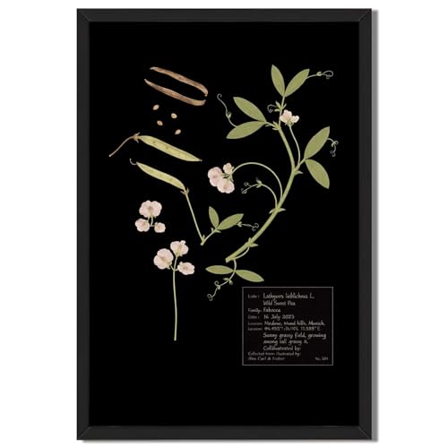 Framed Wild Sweet Pea Botanical Illustration Poster