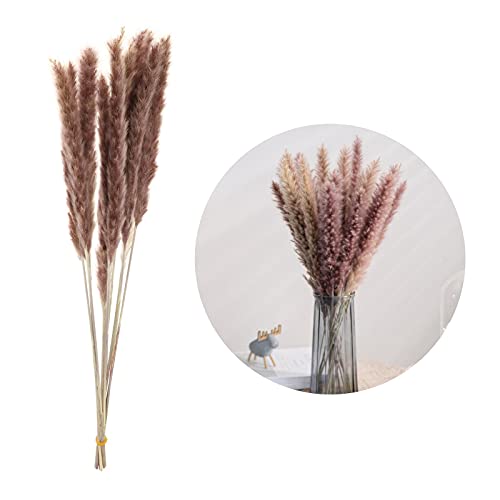 gazechimp de 35 Cm. de Pampa Seca Natural Phragmites Communis Flores Secas para Casa, Escritório, Ca