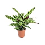 Rattlesnake Live Plant Calathea lancifolia Easy House Plant 4' Pot Indoor - USA_Mall