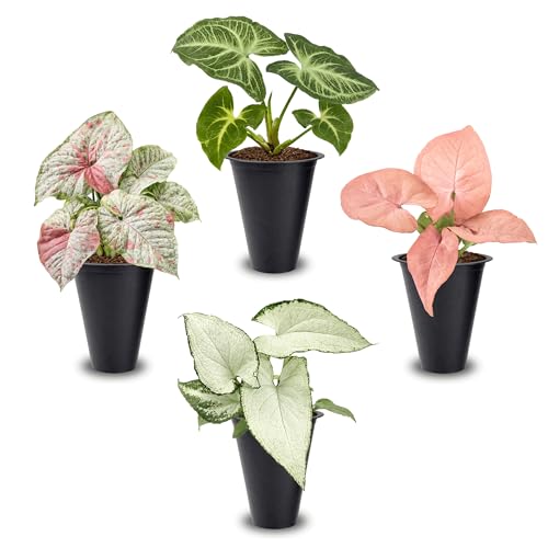 Syngonium Plant Collection (4 Pack) Live Starter Plants Batik Holly M Milk Confetti Neon Robusta Rare Indoor Houseplants Easy Care Arrowhead Vine Plants Live