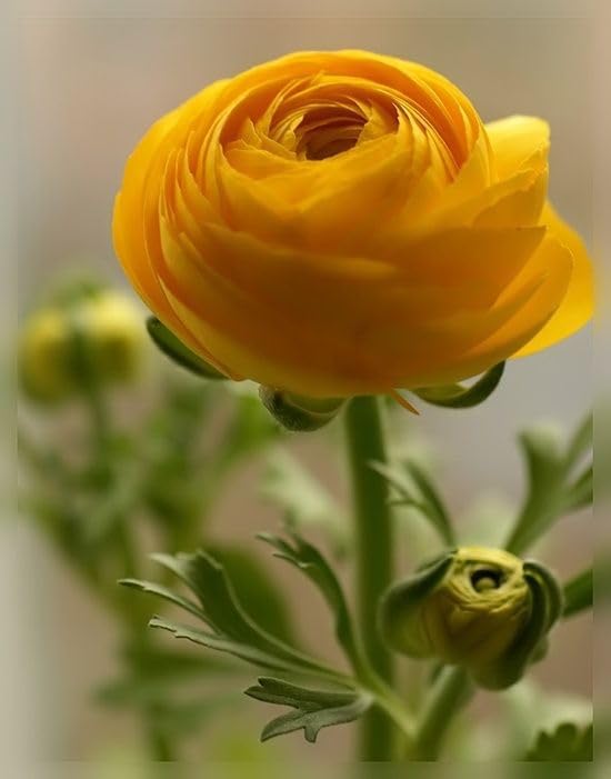 RADHA KRISHNA AGRICULTURE® Ranunculus Flower Bulb yellow Variety
