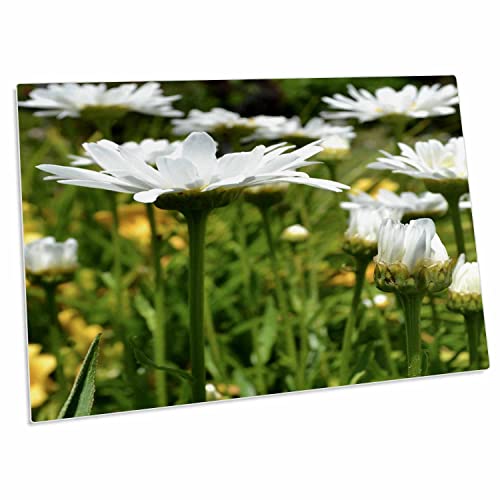 3dRose Patricia Sanders Flores - Daisies of Summer - Deskmate